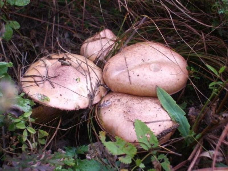 红蘑菇特级4cm