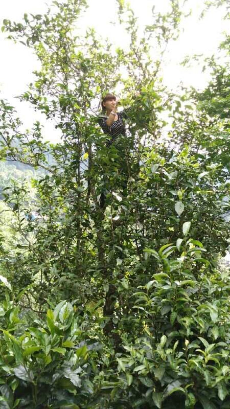 普洱茶特级