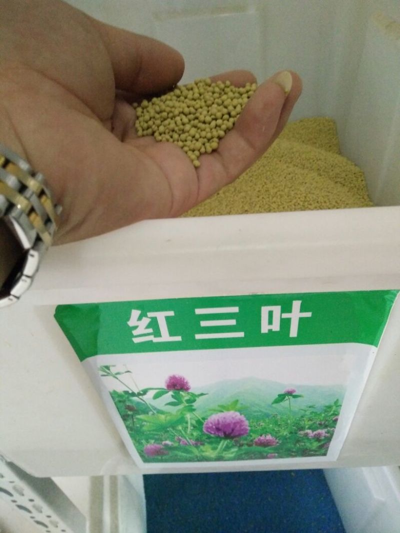 红三叶种子包衣春夏秋均可播种20－25/亩