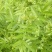 九叶青花椒一级干