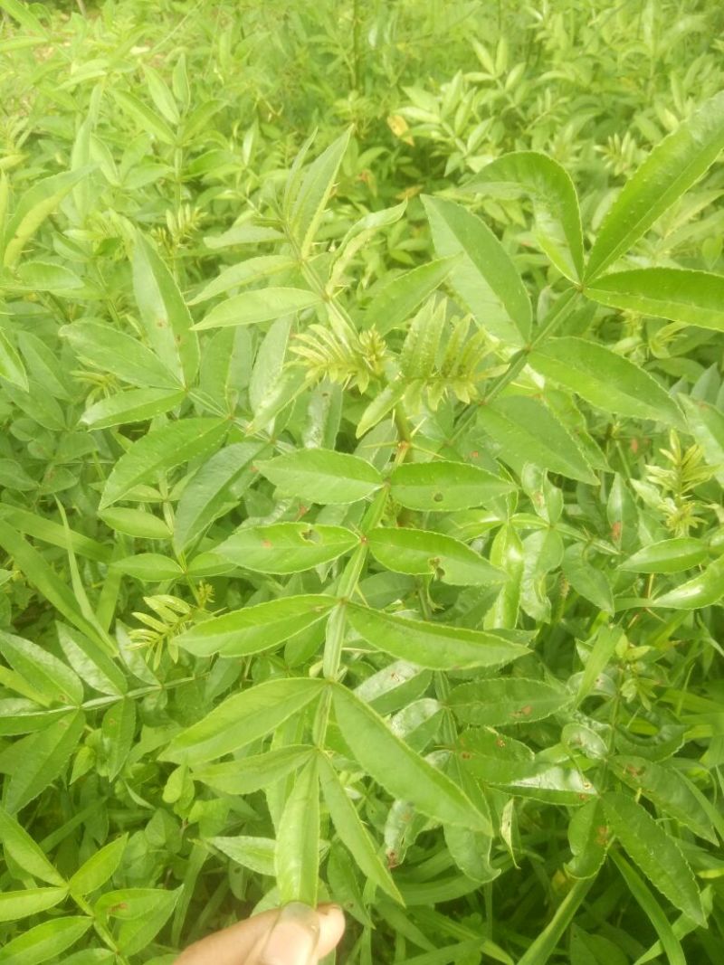 九叶青花椒一级干