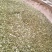 九叶青花椒一级干
