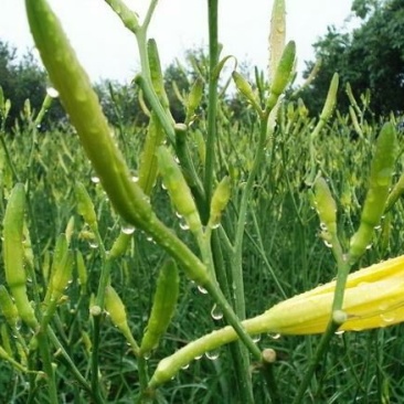 大荔沙苑茎长、肉厚、产量大黄花菜种苗20~30cm
