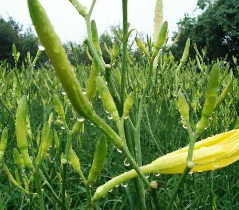 大荔沙苑茎长、肉厚、产量大黄花菜种苗20~30cm