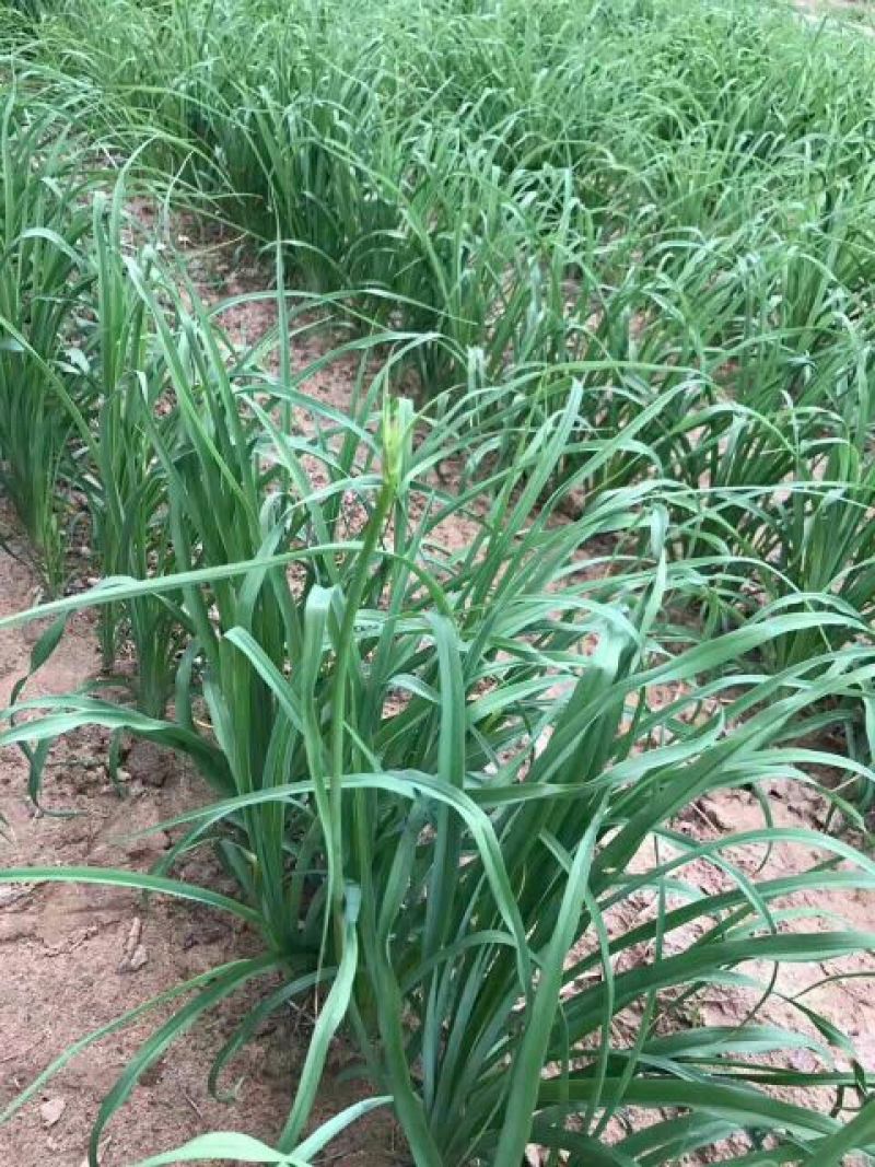 大荔沙苑茎长、肉厚、产量大黄花菜种苗20~30cm
