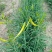 大荔沙苑茎长、肉厚、产量大黄花菜种苗20~30cm
