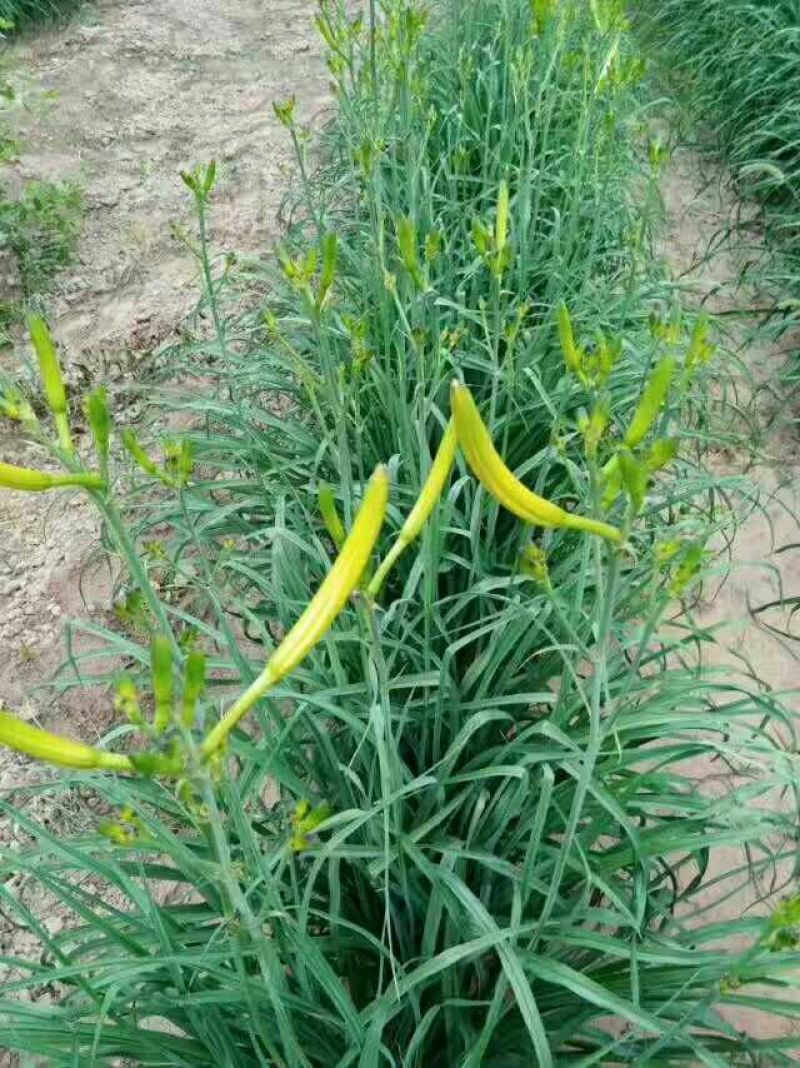 大荔沙苑茎长、肉厚、产量大黄花菜种苗20~30cm