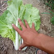 小白菜25~30cm
