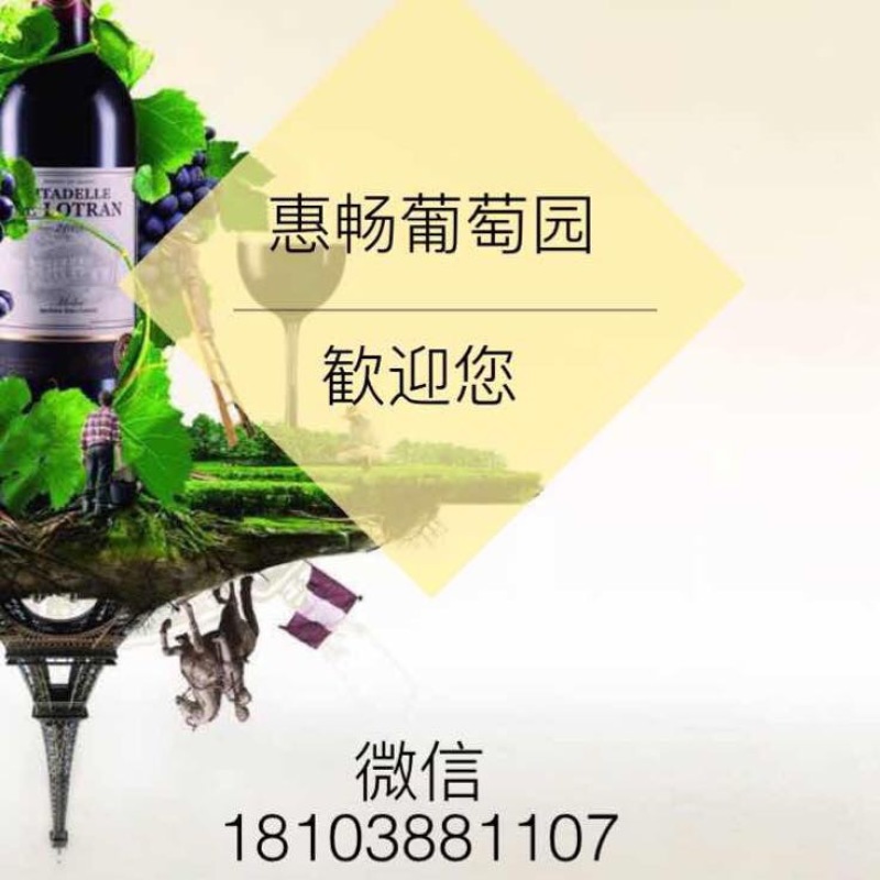 醉金香葡萄