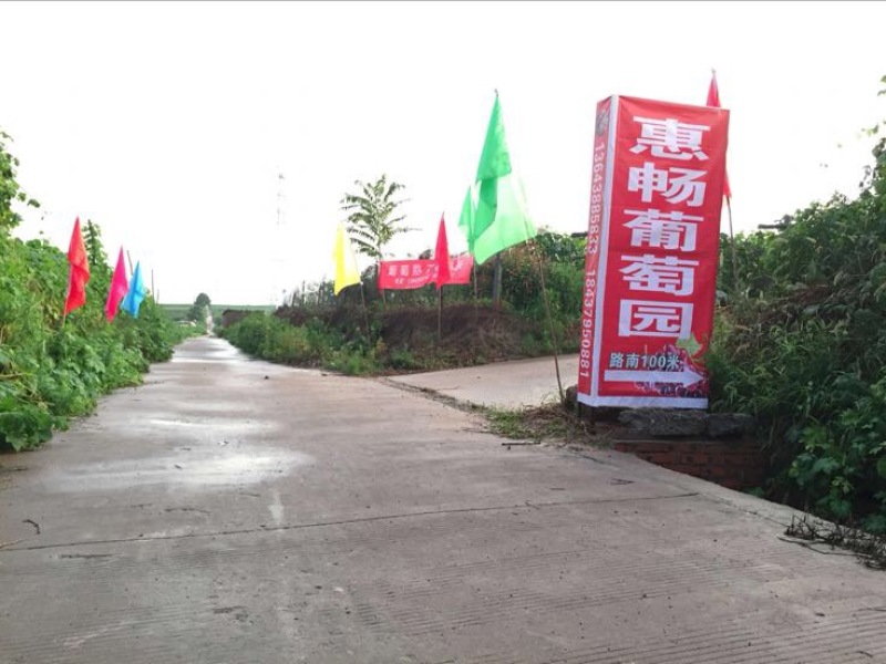 醉金香葡萄