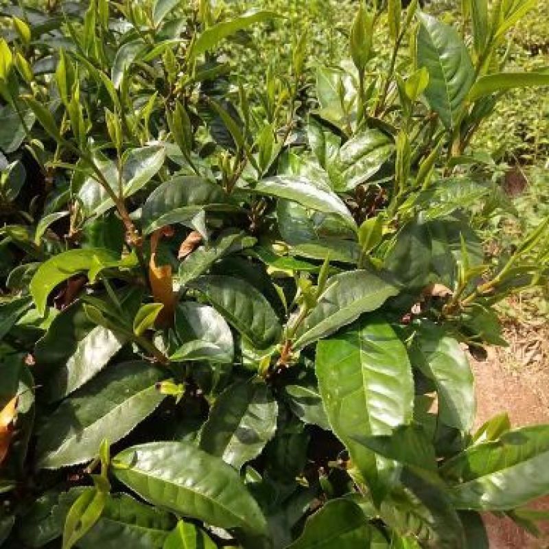 普洱茶三级