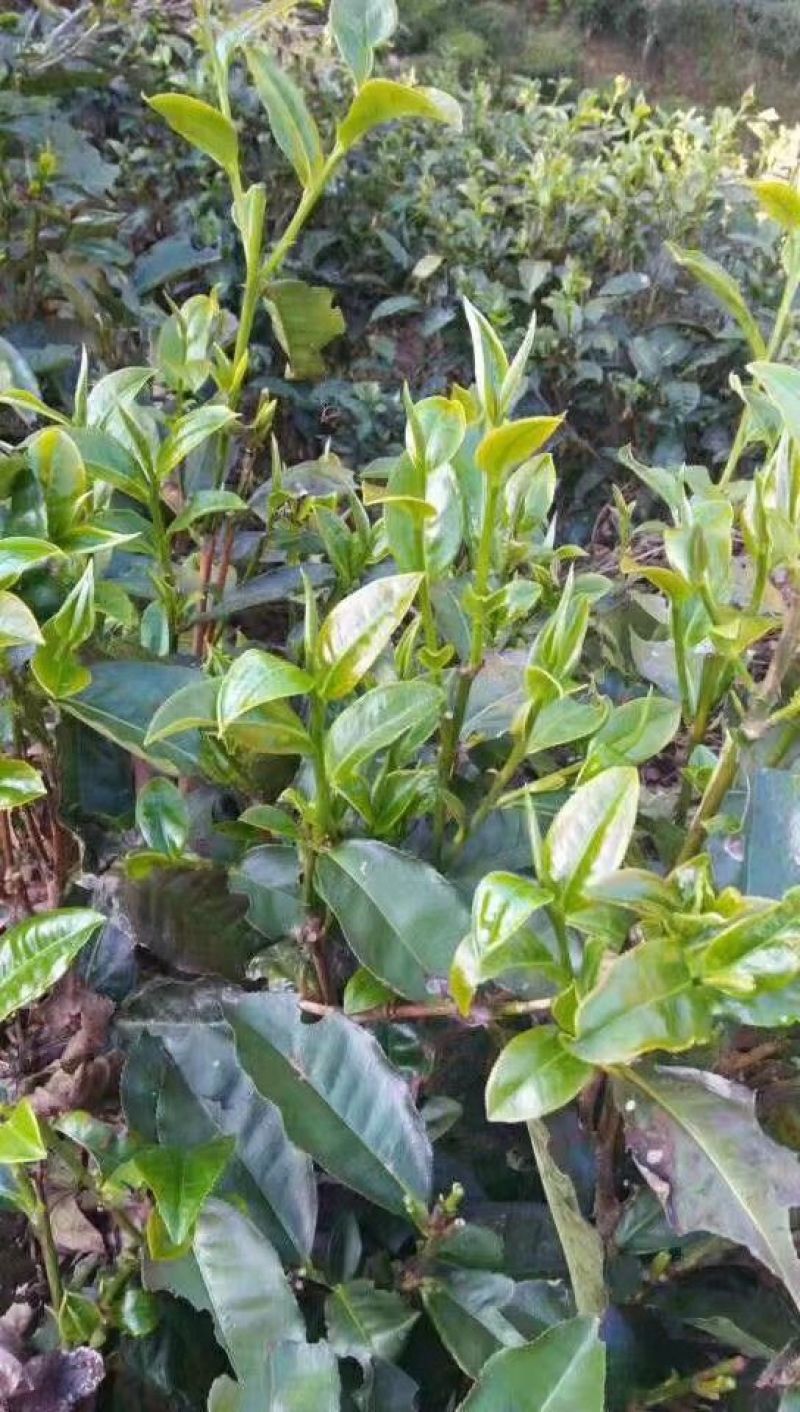 普洱茶三级