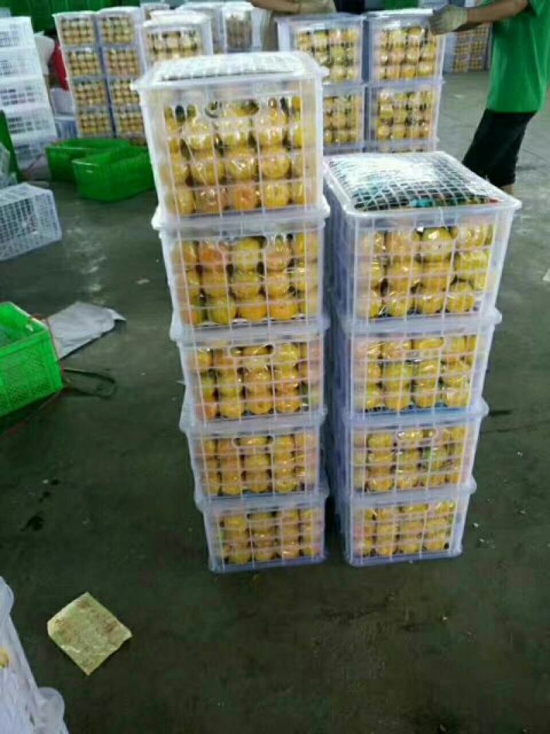 耙耙柑，个头大，味纯甜，颜色红，果面干净