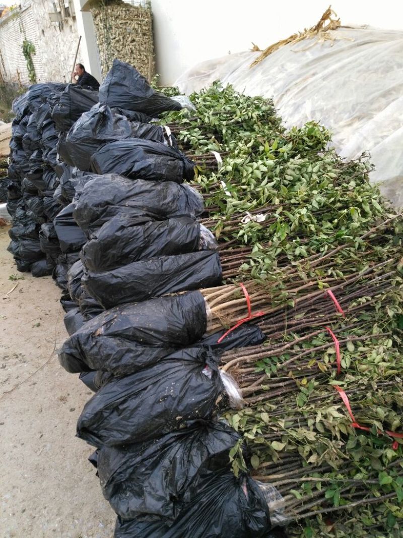 花椒苗规格齐全产量大