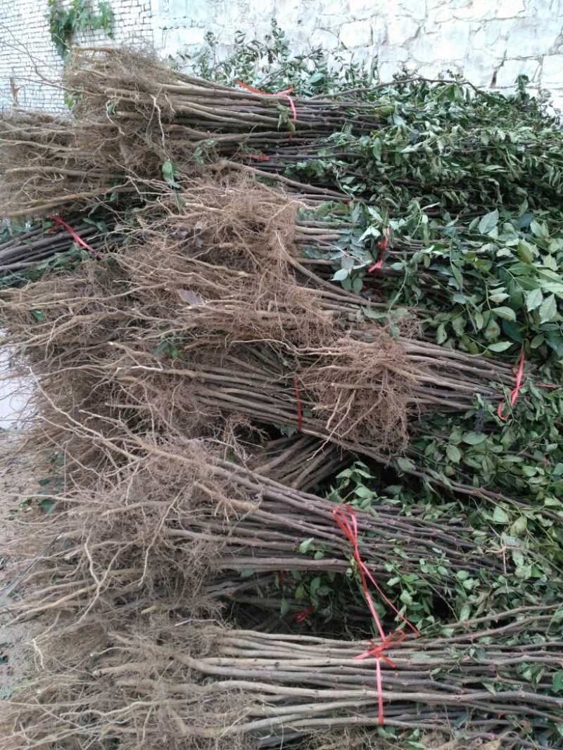 花椒苗规格齐全产量大