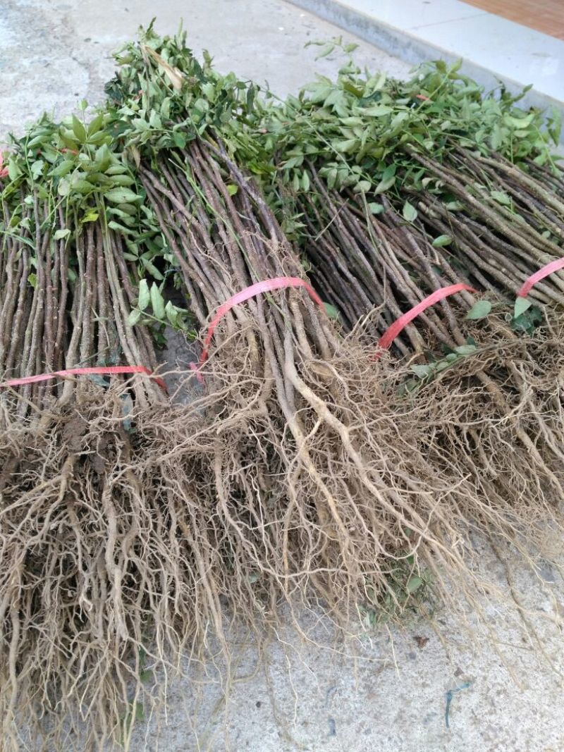 花椒苗规格齐全产量大