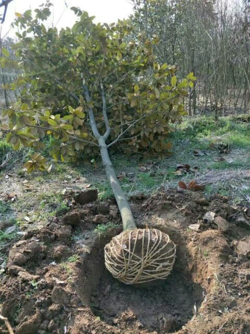 南京广玉兰，江苏广玉兰，广玉兰10~12cm