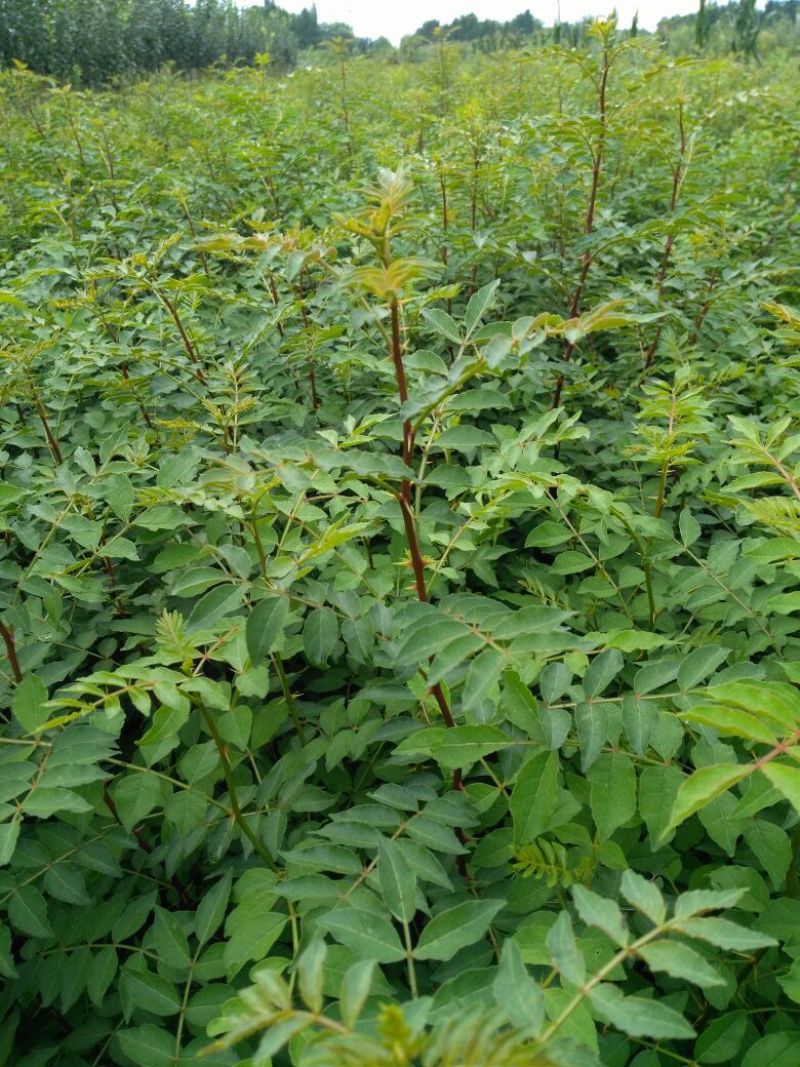 花椒苗品质保证量大从优