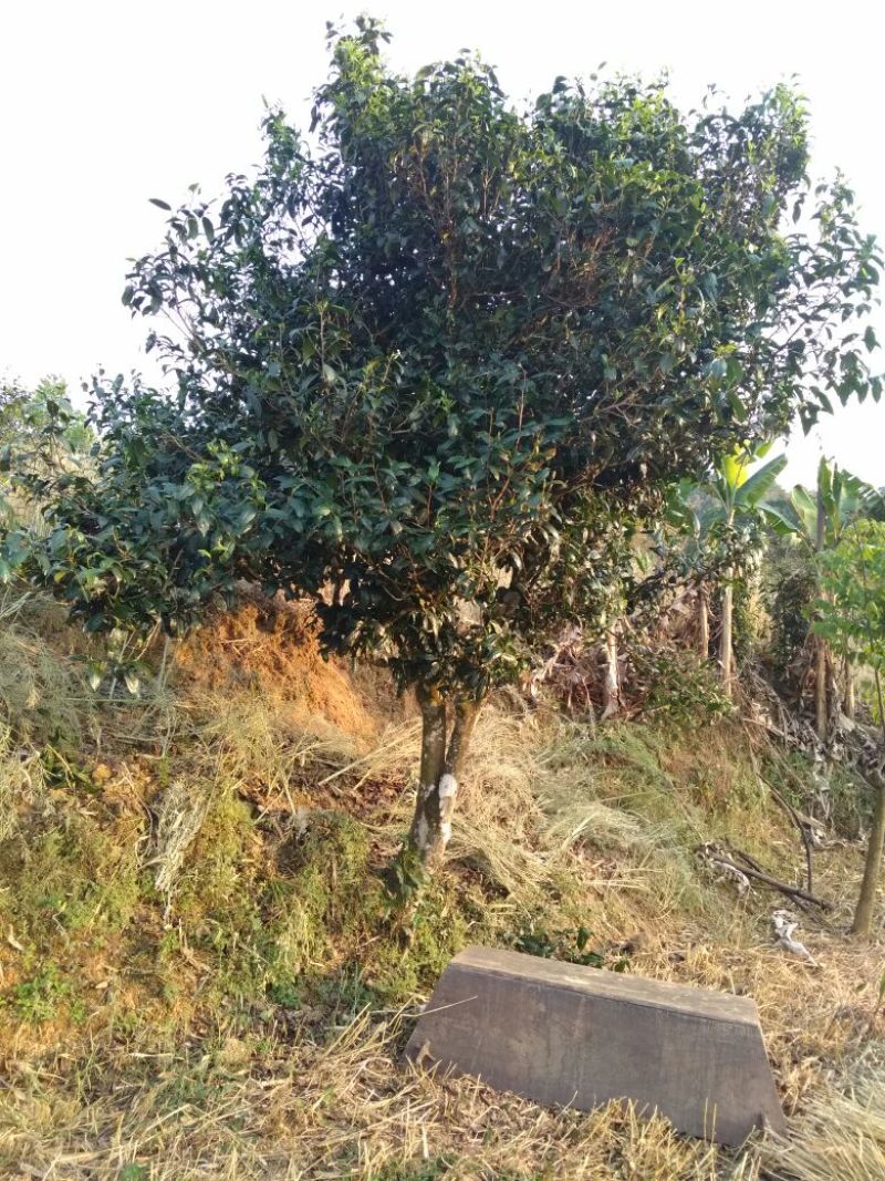 老树茶一级