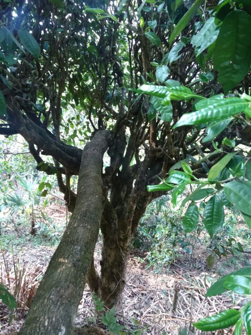 老树茶一级