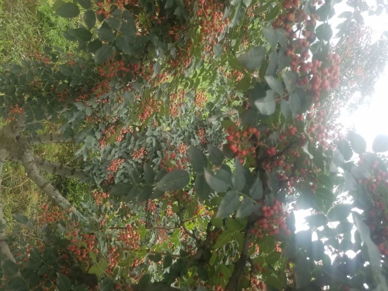 大红袍花椒