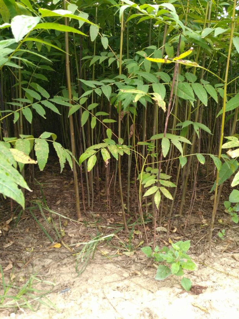 香椿产量大效益好