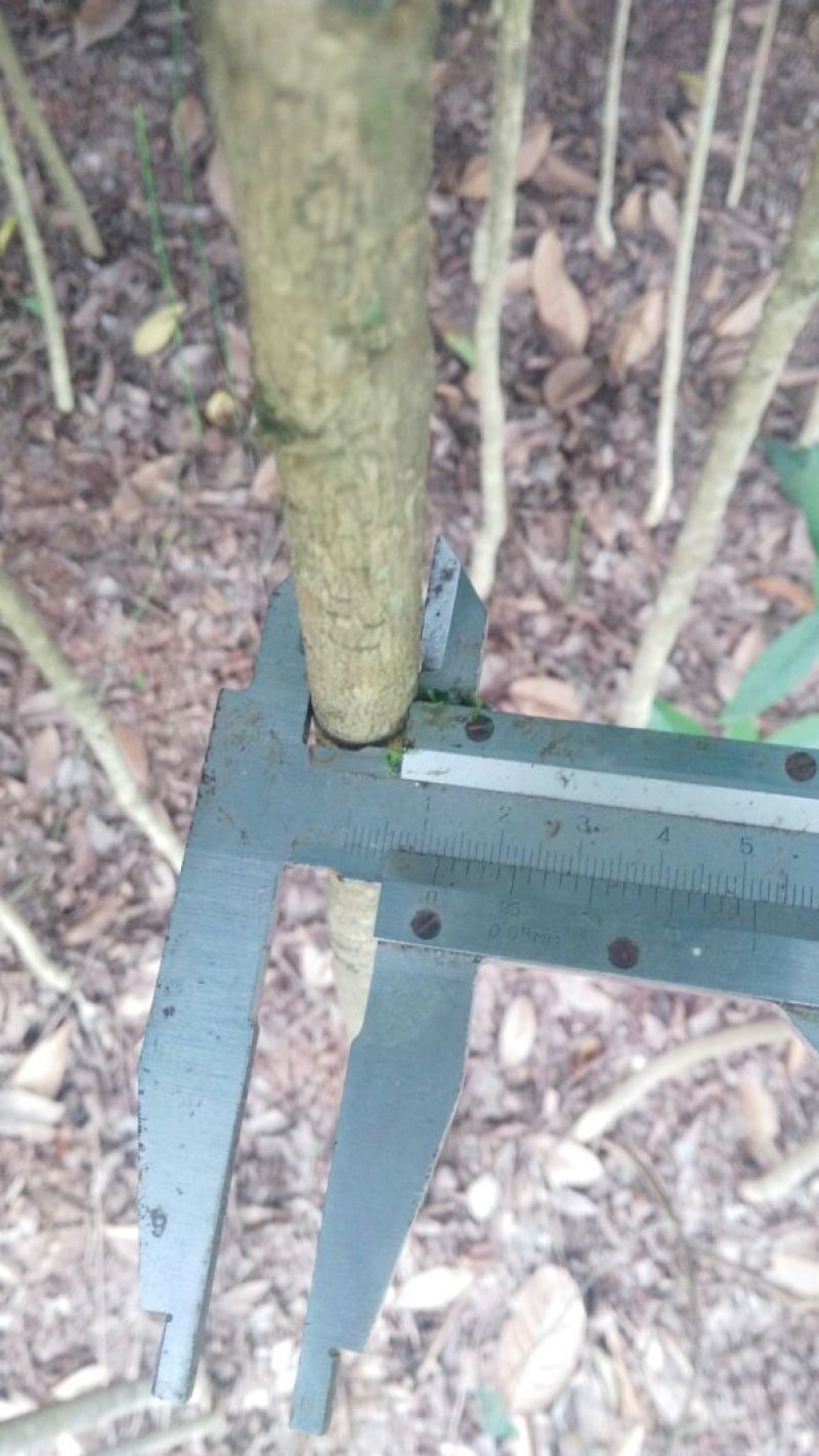 金桂花树苗120cm以上