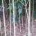 金桂花树苗120cm以上