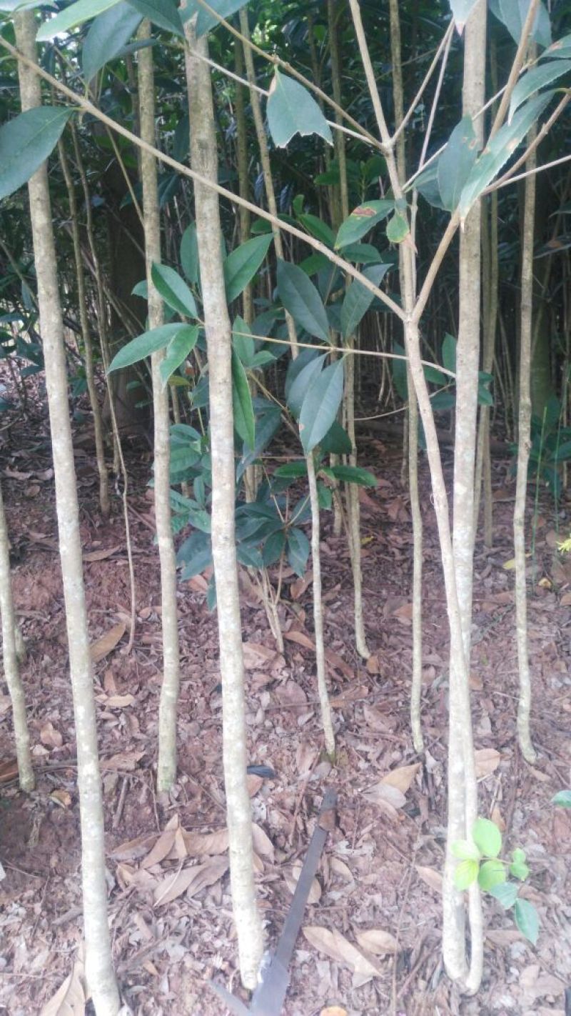 金桂花树苗120cm以上