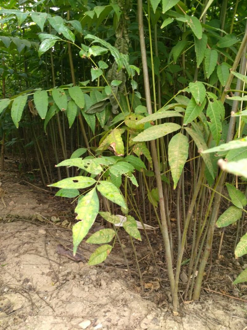 香椿苗成活率高