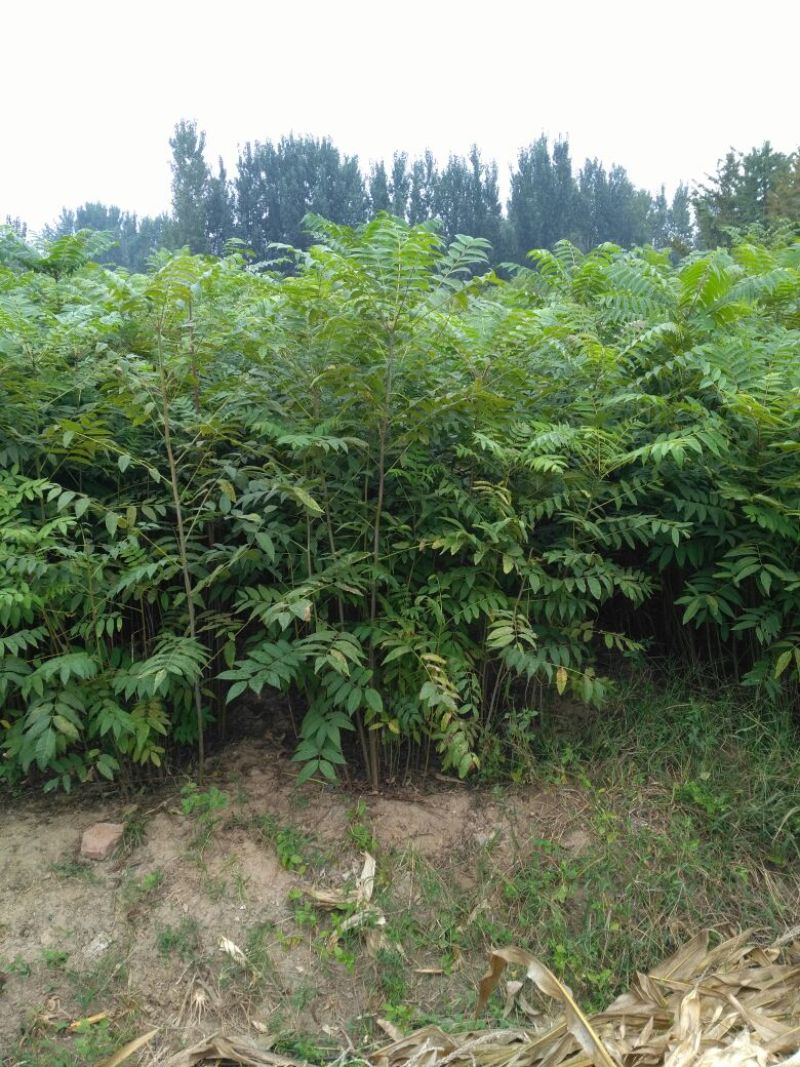 香椿苗成活率高