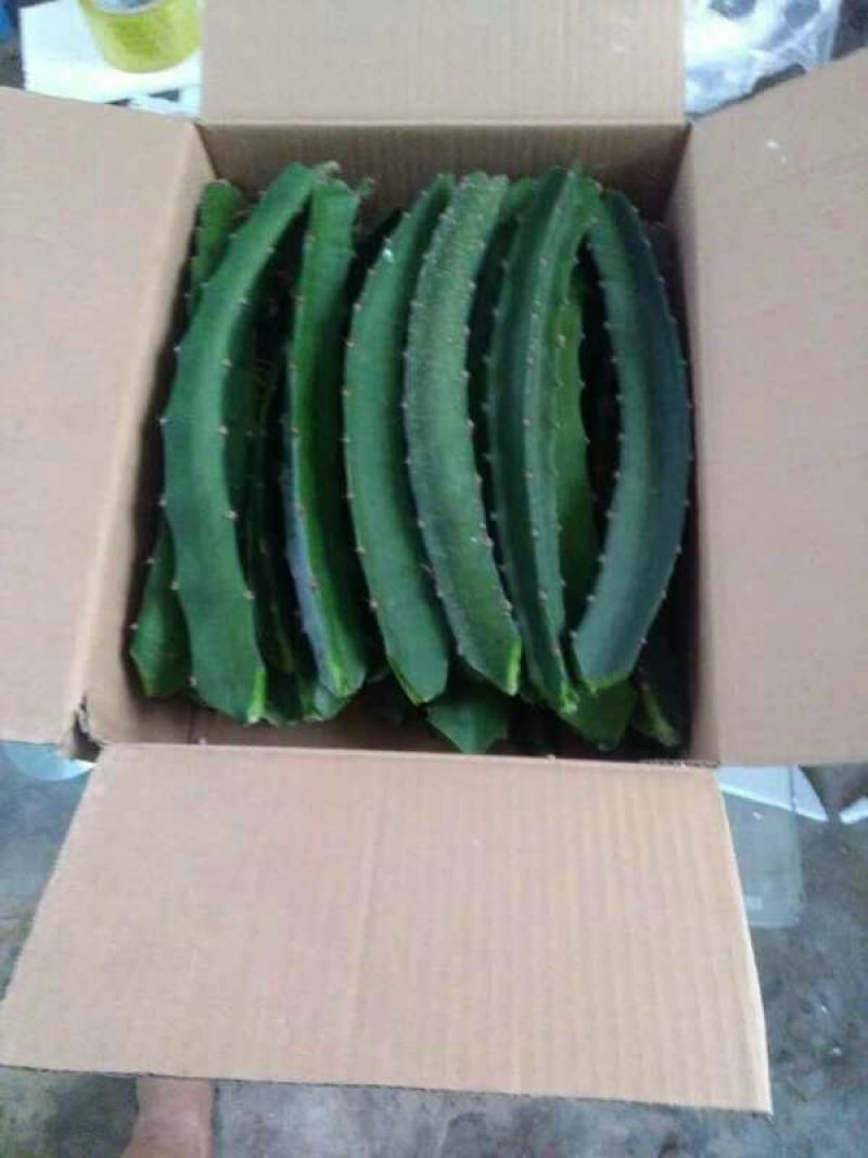 红心火龙果当年结果苗台湾大红，自花授粉