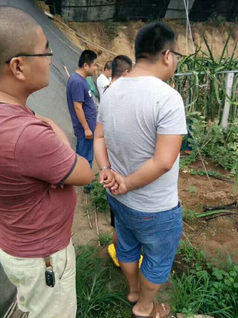 红心火龙果当年结果苗台湾大红，自花授粉