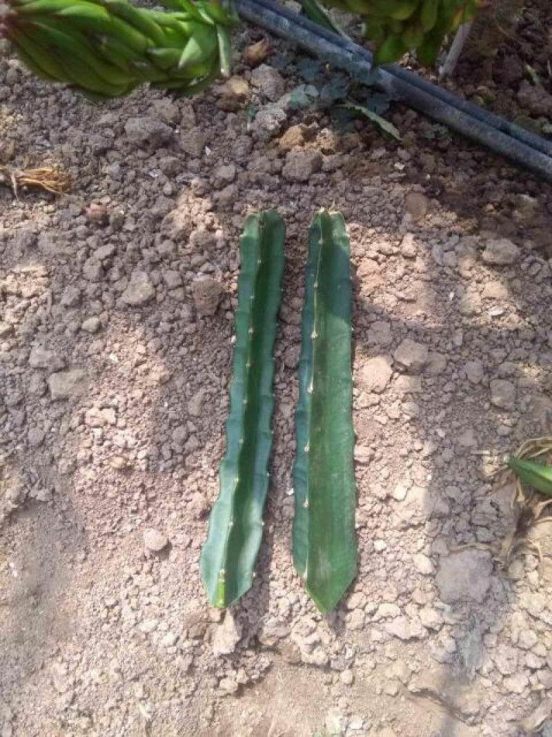 红心火龙果当年结果苗台湾大红，自花授粉