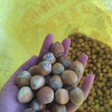 榛子新鲜带皮大榛子，原产地桓仁特级，，