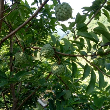 释迦一级150~200g