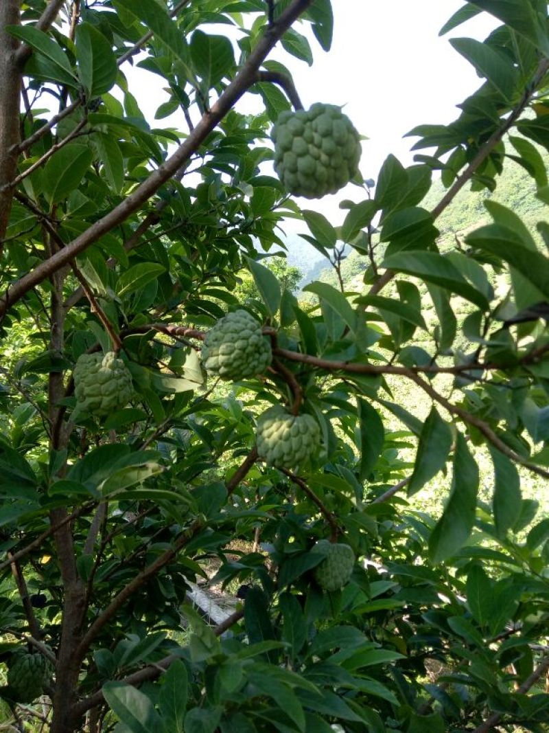 释迦一级150~200g