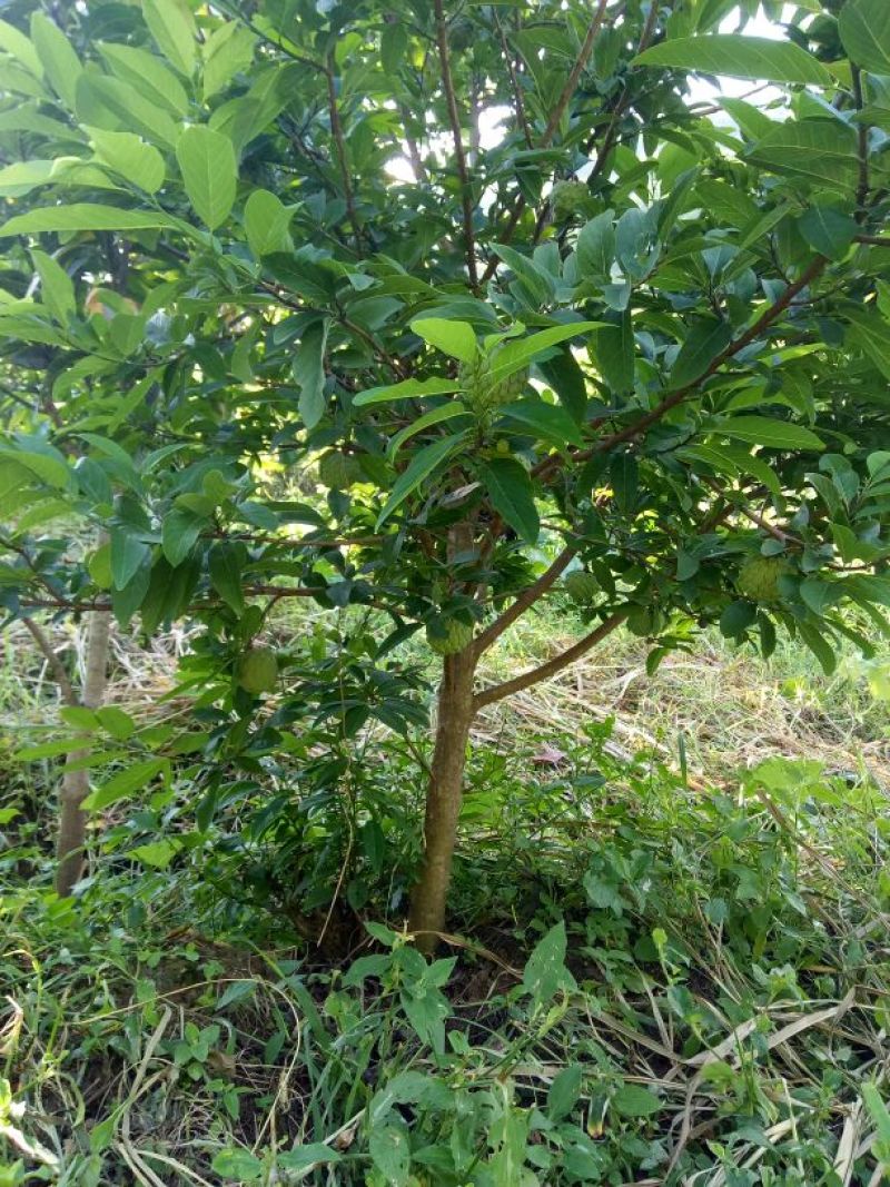 释迦一级150~200g