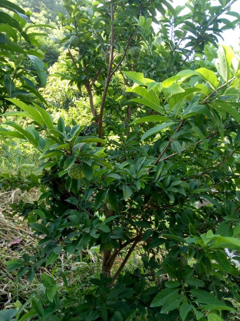 释迦一级150~200g