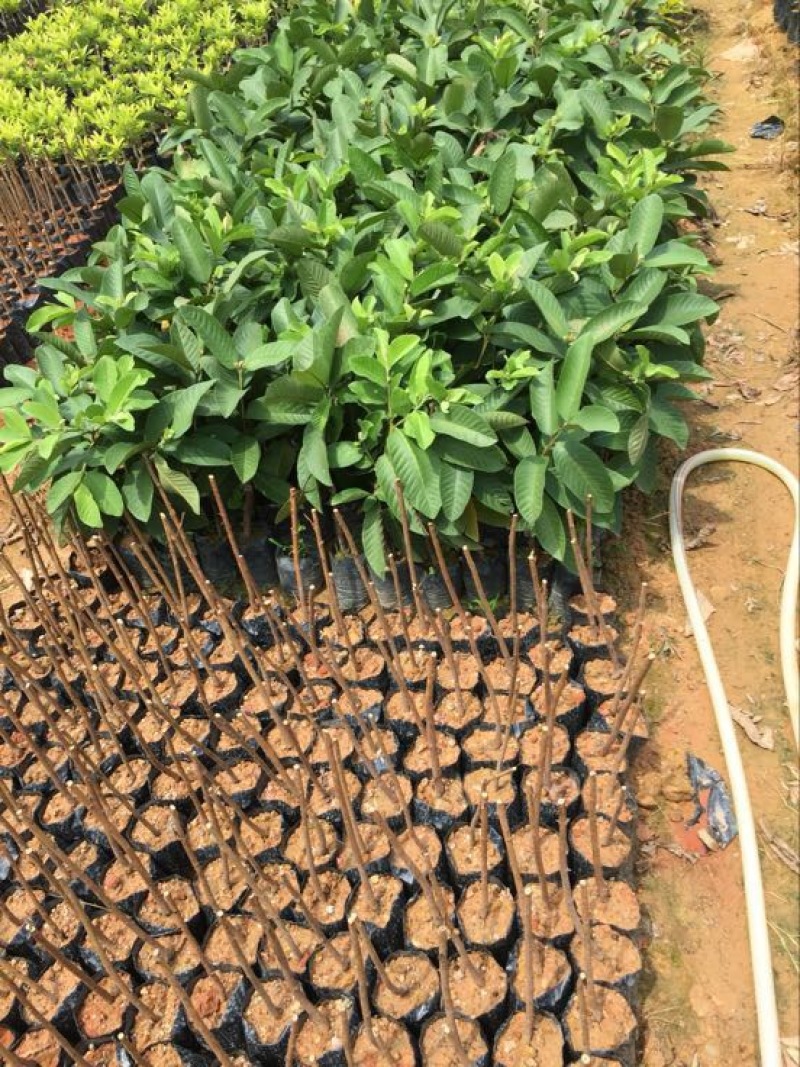珍珠番石榴苗30~50cm（杯苗）