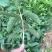珍珠番石榴苗30~50cm（杯苗）