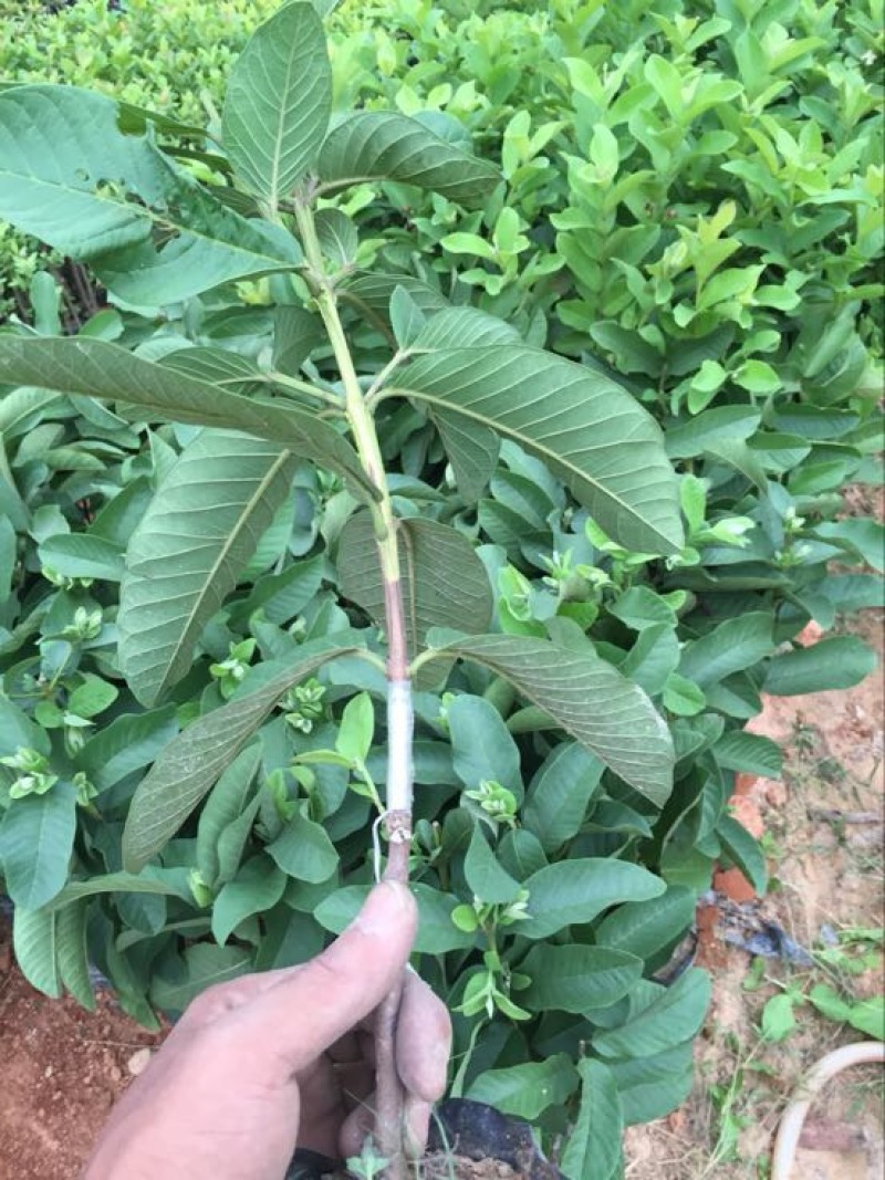珍珠番石榴苗30~50cm（杯苗）