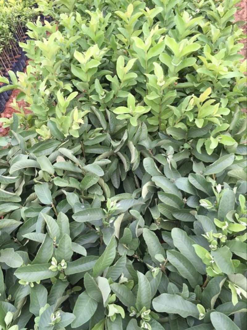 珍珠番石榴苗30~50cm（杯苗）