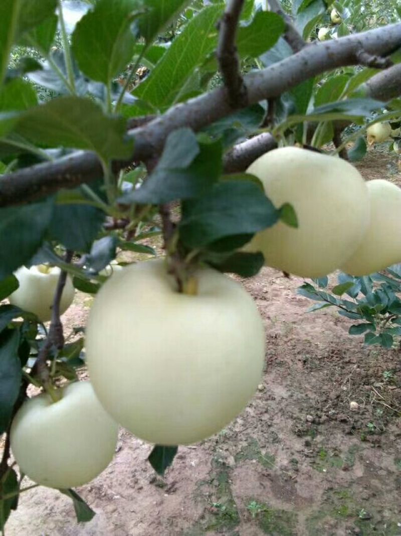 嘎啦苹果65mm以上纸+膜袋