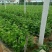 夏黑葡萄苗30~50cm1年