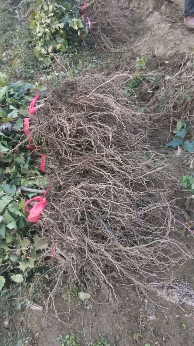 夏黑葡萄苗30~50cm1年