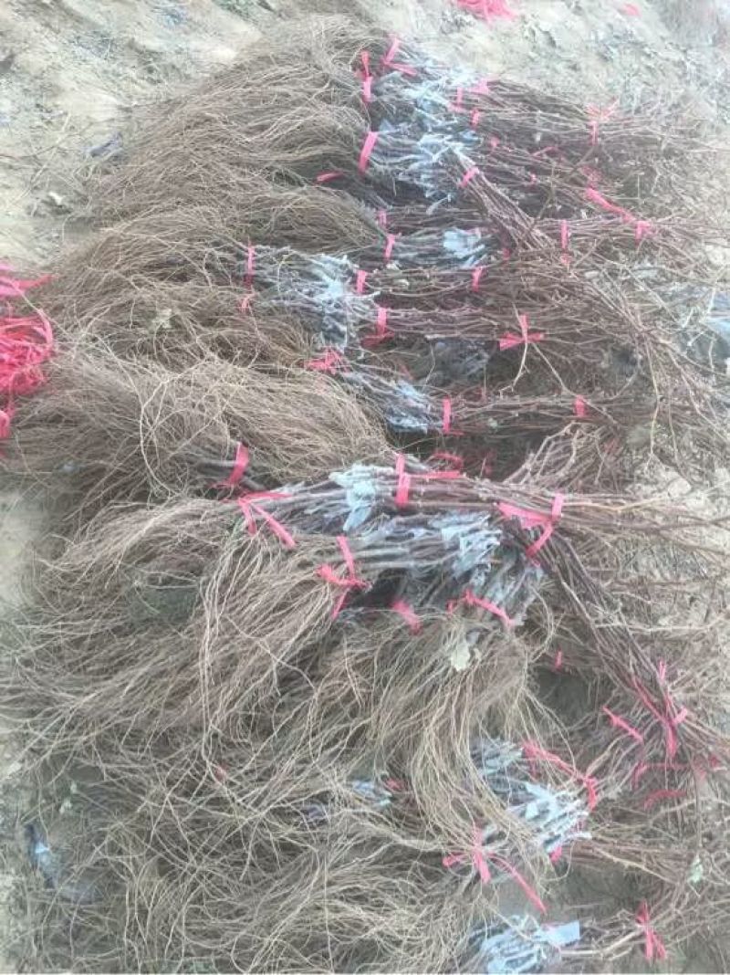 夏黑葡萄苗30~50cm1年