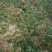 红肉苹果苗119-0680cm以上
