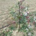 红肉苹果苗119-0680cm以上