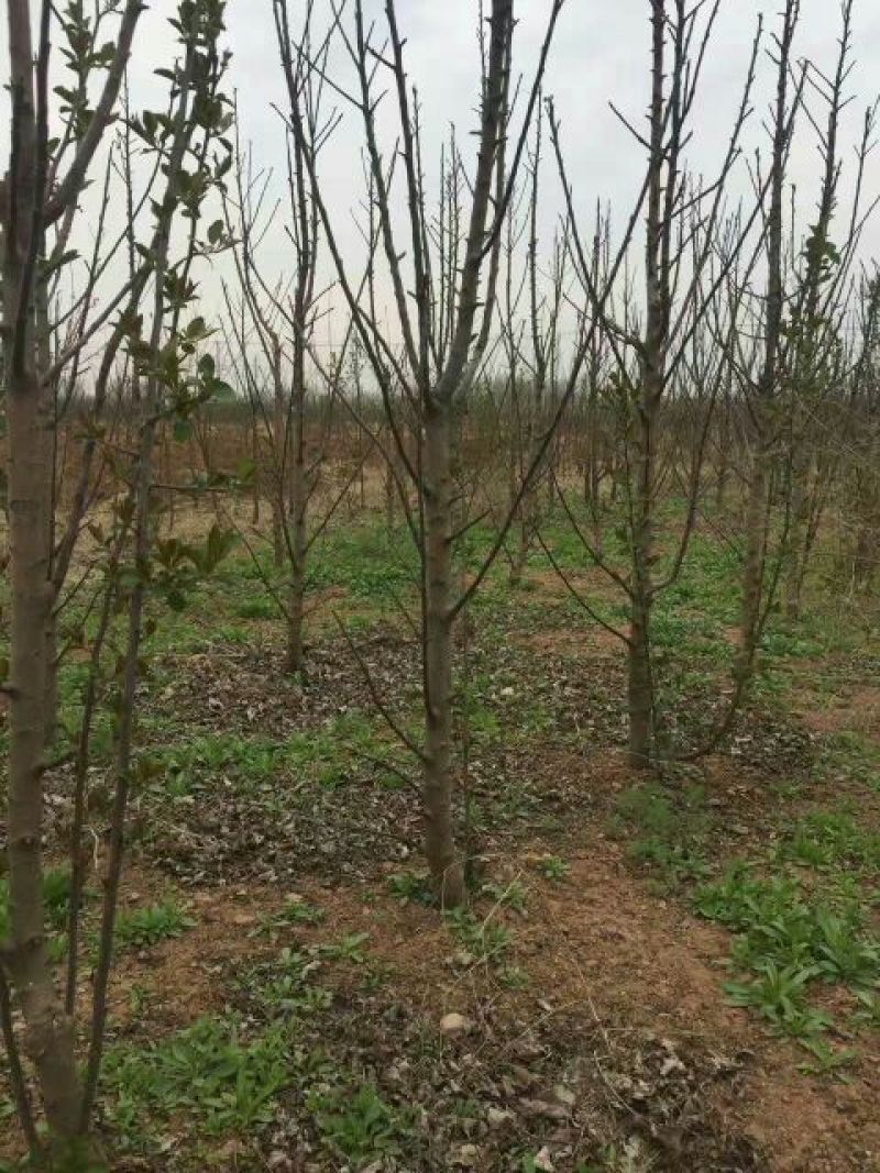 苹果树2~4cm4cm以下2.5~3米